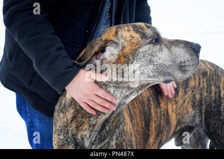 Alano con il suo proprietario tenendo lui Foto Stock