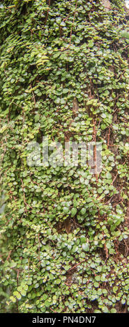 Primo piano delle piccole foglie sul tronco di albero nella foresta pluviale tropicale in Waitakere, Auckland, Nuova Zelanda Foto Stock