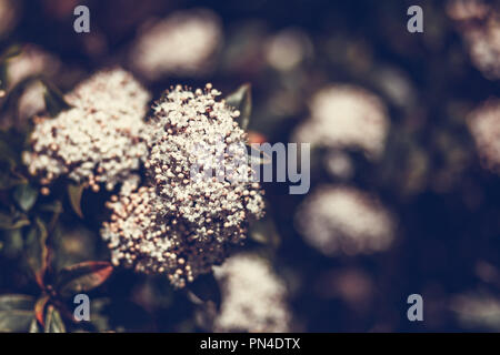 Viburnum Tinus - bellissimi fiori bianchi su sfondo sfocato con spazio di copia Foto Stock