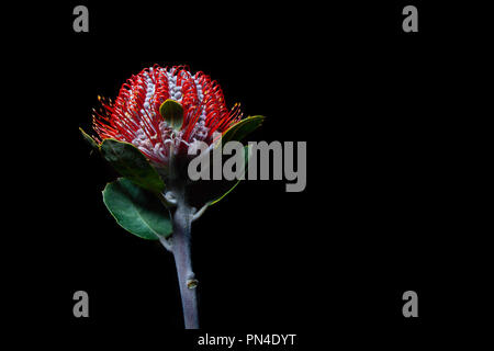 Banksia Coccinea fiore isolato su sfondo nero con spazio di copia Foto Stock