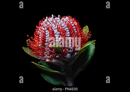 Primo piano della Banksia flower anche sapere come il caprifoglio australiano su sfondo nero Foto Stock