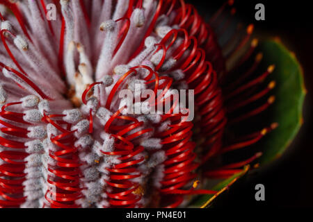 Extreme closeup Banksia flower anche sapere come Australian caprifoglio Foto Stock