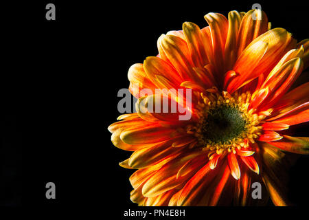 Rosso - orange gerbera flower head closeup su sfondo nero con spazio di copia Foto Stock