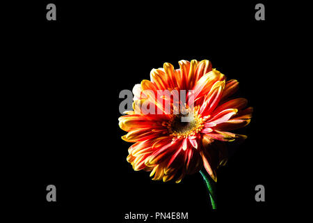 Rosso - orange gerbera daisy su sfondo nero con spazio di copia Foto Stock