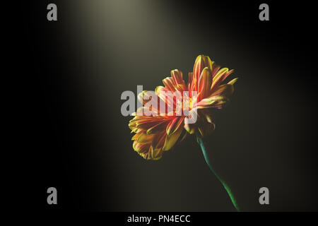 Raggio di luce che risplende sulla bellissima margherita con spazio di copia Foto Stock