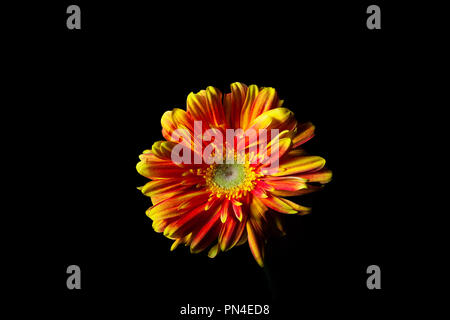 Red orange gerbera daisy flower su nero Foto Stock