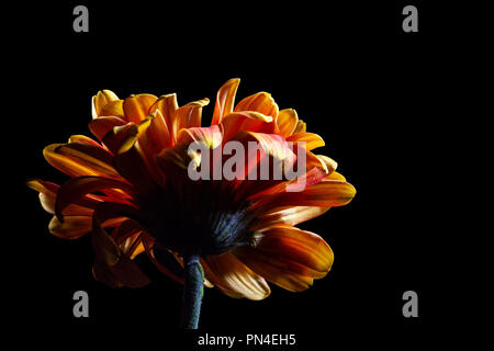 Guardando il bel rosso arancio brillante a margherita nel buio Foto Stock