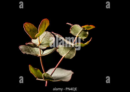 Piccolo ramo con foglie verdi su sfondo nero con spazio di copia Foto Stock