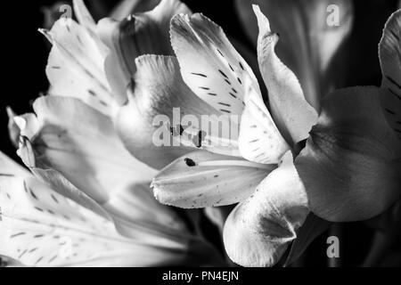 Giglio peruviano extreme closeup in bianco e nero Foto Stock