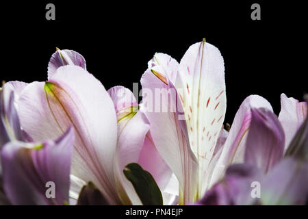 Giglio peruviano - giglio degli Incas bella petali di fiore extreme closeup su sfondo nero Foto Stock