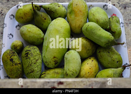 Frutto maturo del comune di papaia (asimina triloba) Foto Stock