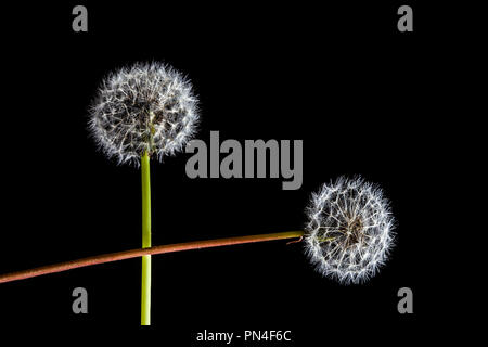 Due denti di leoni su sfondo nero con spazio di copia Foto Stock