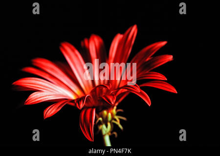 Red daisy macro closeup isolati su nero con messa a fuoco poco profonda Foto Stock