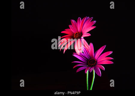 Due belle margherite africane incandescente in rosso e viola su sfondo nero con spazio di copia Foto Stock