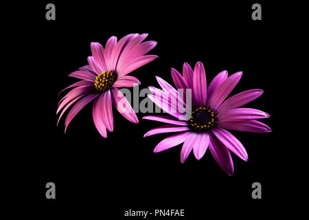 Due viola daisy vivide le teste dei fiori isolati su sfondo nero con spazio di copia Foto Stock