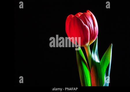 Bel rosso tulip closoeup incandescente nel buio - studio shot Foto Stock