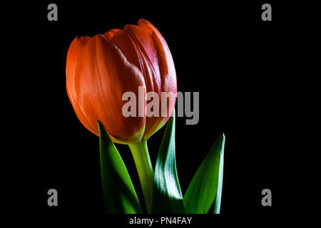 Orange Tulip closoeup incandescente nel buio - studio shot con spazio di copia Foto Stock