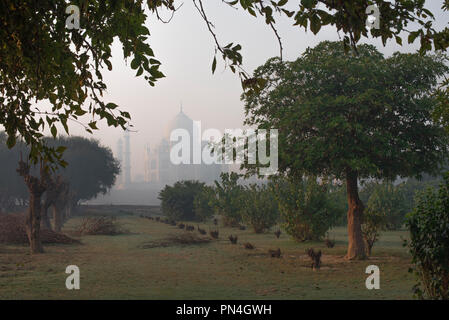 Taj Mahal la meraviglia del mondo e l'orgoglio di India in inverno la mattina presto luce e haze come visto da Mehtab Bagh con alberi in primo piano Foto Stock