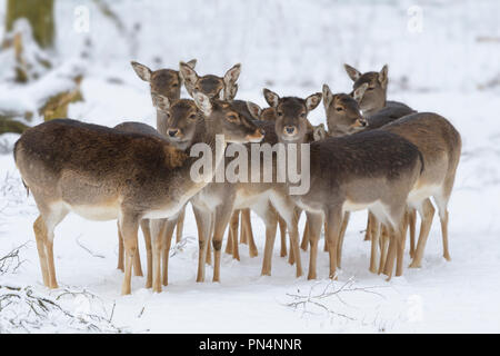 Daini in inverno, Dama Dama, Germania Foto Stock