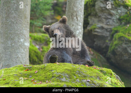 Orso bruno Ursus arctos, cub, Germania Foto Stock