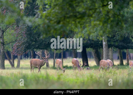 Cervi, Cervus elaphus, cervi con rudel, Germania, Europa Foto Stock