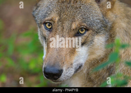 Lupo, Canis lupus, ritratto, Foto Stock