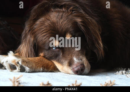 Husky/Border Collie Razza mised cane in appoggio su un area rug Foto Stock