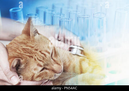 Veterinario esaminando un gattino in ospedale per animali, la scienza per il Pet Health Care Concept Foto Stock