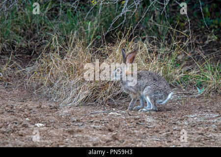 Scrub lepre Lepus saxatilis Mkuze, Sud Africa 23 agosto 2018 Lagamorphidae adulti Foto Stock