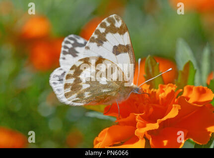 Chiusura del bagno orientale bianco farfalla posata su tagete Foto Stock