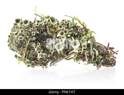 Licheni Cladonia chlorophaea (Flörke ex Sommerf.) farinoso Pixie-cup Lichen isolati su sfondo bianco Foto Stock