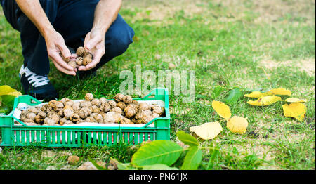 Uomo a raccogliere le noci caduti nel campo Foto Stock