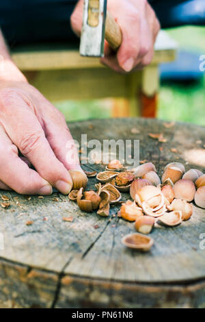 Uomo nocciole di cracking su un tronco di legno in cantiere Foto Stock