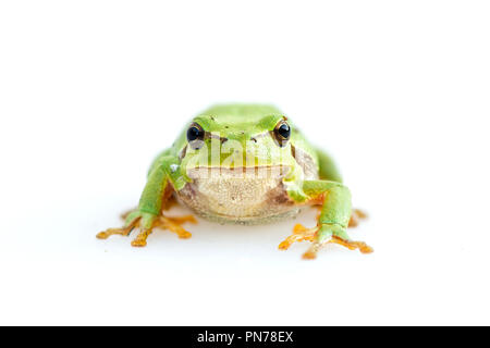 Verde comune europea frog Hyla meridionalis su sfondo bianco Foto Stock