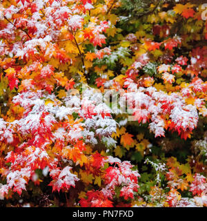 Vite foglie di acero in autunno con la prima neve su di essi Foto Stock