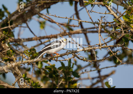 Bianco-crested Helmetshrike Prionops plumatus Mkuze, Sud Africa 23 agosto 2018 Vangidea adulti Foto Stock