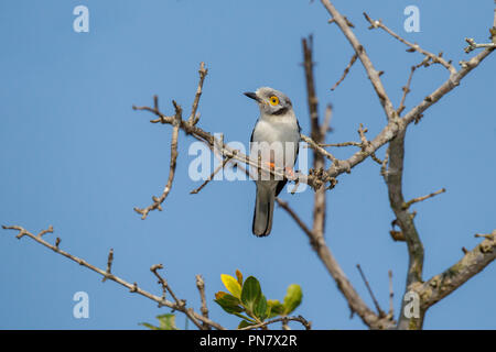 Bianco-crested Helmetshrike Prionops plumatus Mkuze, Sud Africa 23 agosto 2018 Vangidea adulti Foto Stock