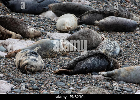 Una colonia di foche grigie Halichoerus grypus tirata fuori su una spiaggia lungo la costa del Galles Settentrionale durante la stagione di riproduzione Foto Stock