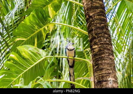 Ometepe Nicaragua. Febbraio 2018. Un bianco throated magpie in Nicaragua Foto Stock