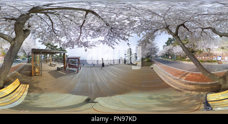 Visualizzazione panoramica a 360 gradi di Andare cherry blossom la visualizzazione di 2