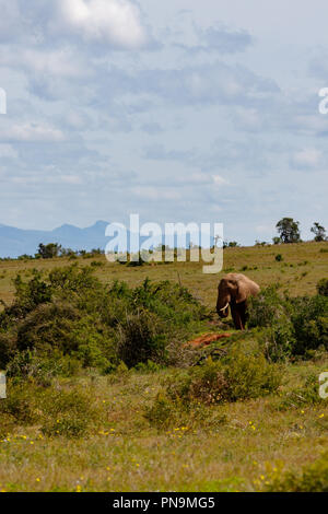 Elephant camminando nel campo con le montagne sullo sfondo Foto Stock