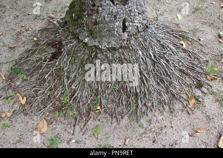 La base di una palma da cocco albero che mostra il sistema di radice Foto Stock