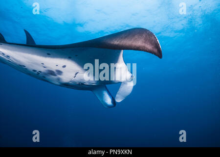 Manta ray. nuotare nell'oceano blu. Isola di Yap Gli Stati Federati di Micronesia Foto Stock