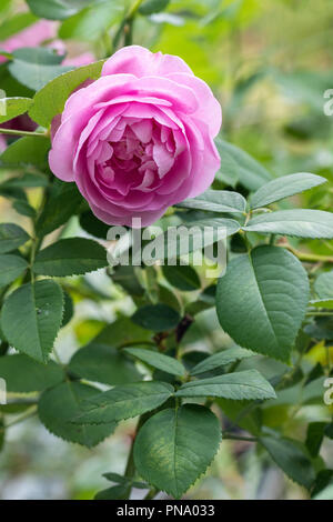 Primo piano di Louise Odier rosa fioritura in un giardino inglese, Regno Unito Foto Stock