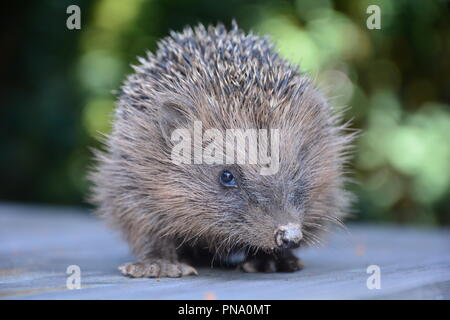 Chiudere da un simpatico riccio di fronte verde della natura Foto Stock