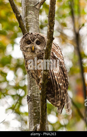 Bloccate il gufo in una struttura ad albero nella foresta staring a voi Foto Stock