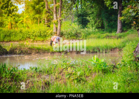 Stile di vita semplice di rurale tailandese contadino, gli agricoltori sono l'agricoltura nel verde delle risaie durante la stagione delle piogge. Foto Stock