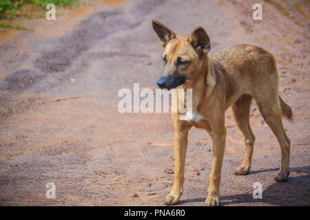 Un abbandonati, senzatetto Stray dog è in piedi in strada. Poco triste, cane abbandonato sulla strada locale. Foto Stock