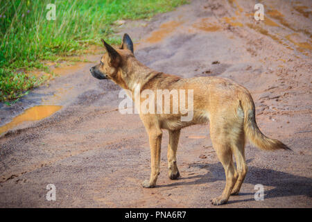 Un abbandonati, senzatetto Stray dog è in piedi in strada. Poco triste, cane abbandonato sulla strada locale. Foto Stock