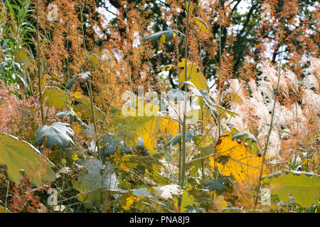 Macleaya microcarpa 'Kelway del pennacchio di corallo" Foto Stock